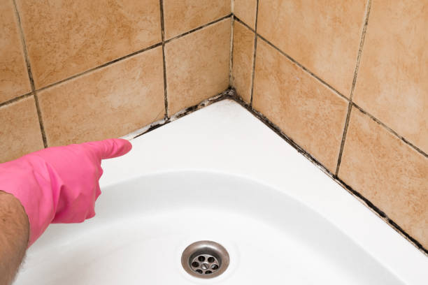 Best Certified Mold Removal  in Billington Heights, NY