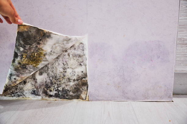 Mold Removal Process in Billington Heights, NY